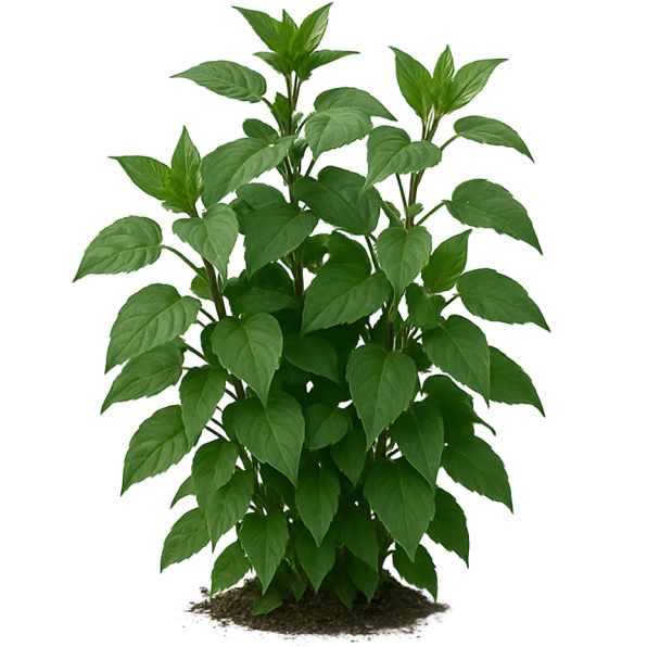 homepage_categoryGardenPlants_link